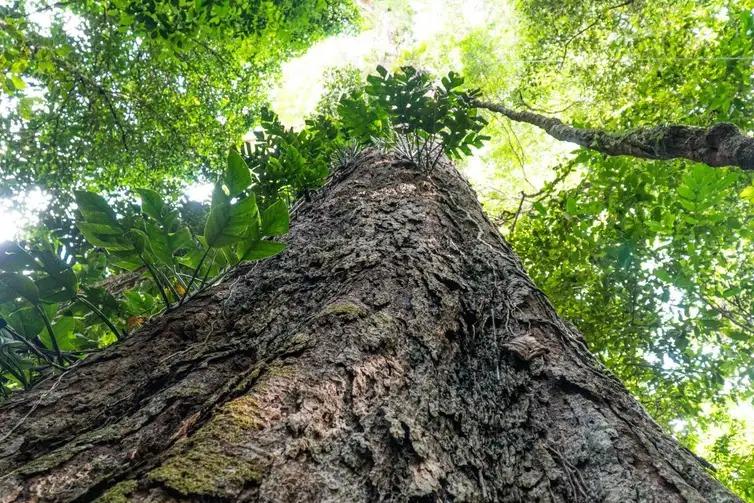 A proteção das florestas é decisiva para conter o aquecimento global (Agência Pará/Divulgação)