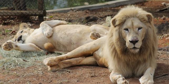 O casal de leões brancos Mafu e Pretória vem chamando a atenção dos visitantes do Jardim Zoológico de Belo Horizonte pela beleza e pela facilidade de adaptação ao novo lar (Lívia Ansaloni)