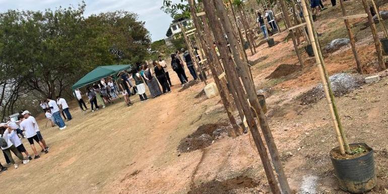 PBH lança selo para incentivar o plantio voluntário de árvores (Divulgação: PBH)
