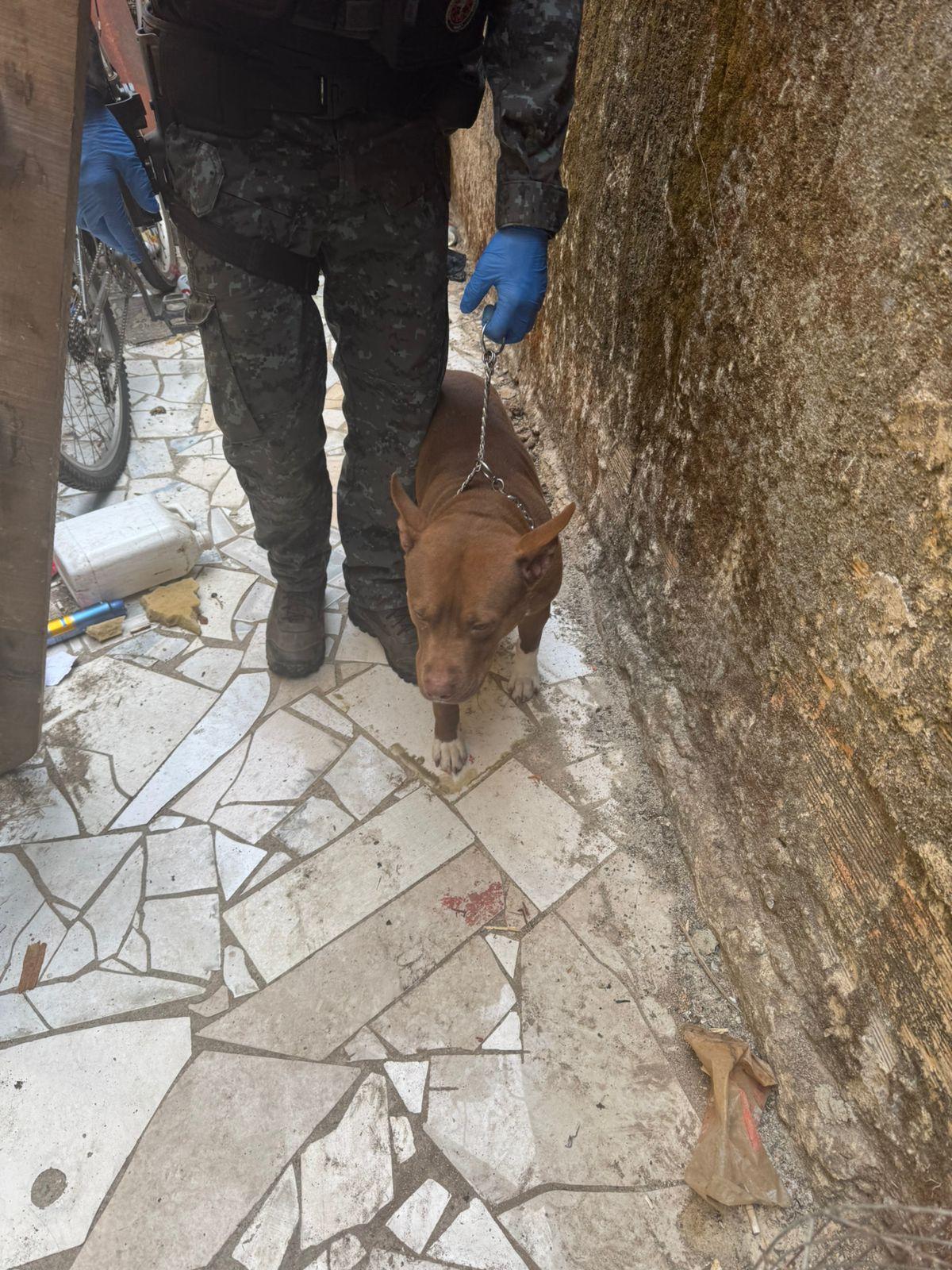 Pit bull era utilizado como 'vigia' do tráfico de drogas no bairro Cruzeiro, em Nova Lima (Divulgação/ PCMG)