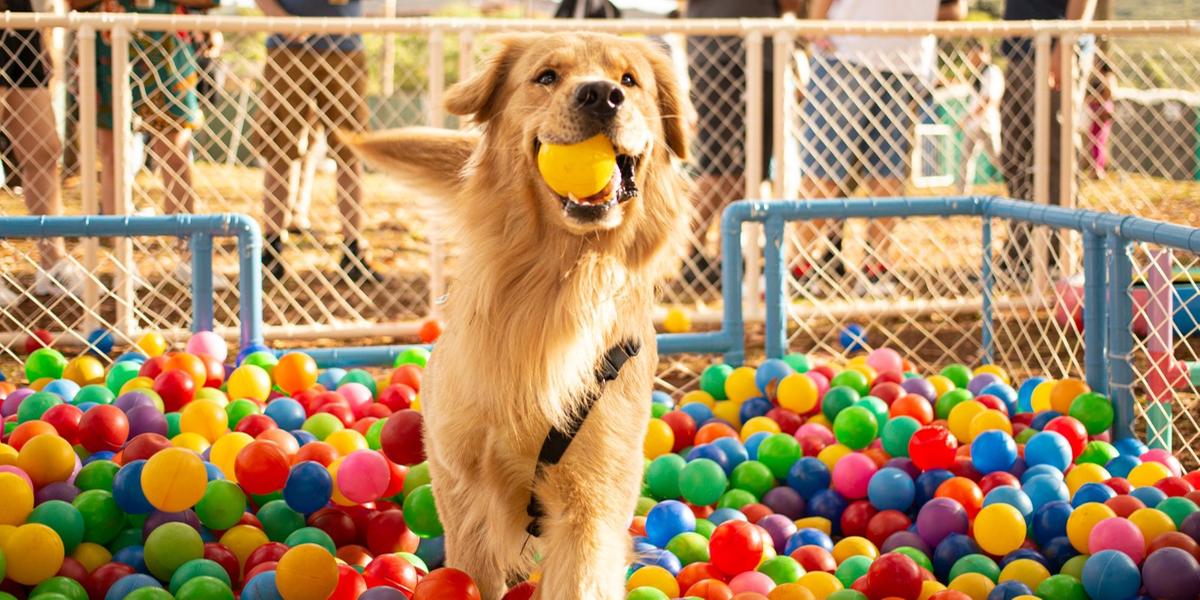 Atividades gratuitas para tutores e animais de estimação serão oferecidas das 9h às 13h (Divulgação)