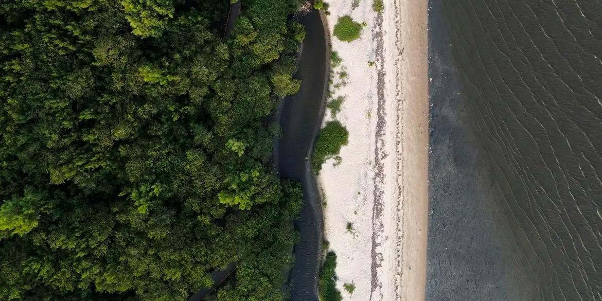 Área de manguezal, recuperada após desastre ambiental, no Parque Natural Municipal Barão de Mauá (Fernando Frazão/Agência Brasil)
