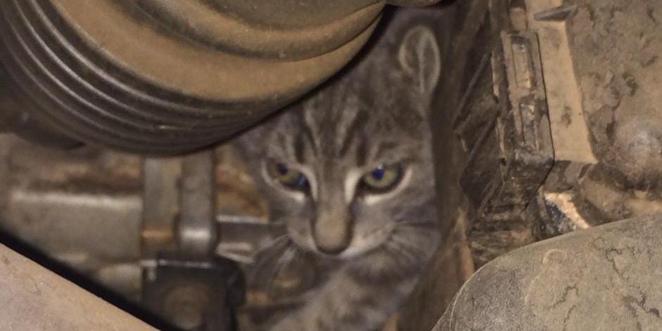 Tutor do animal não foi localizado (Bombeiros/Divulgação)
