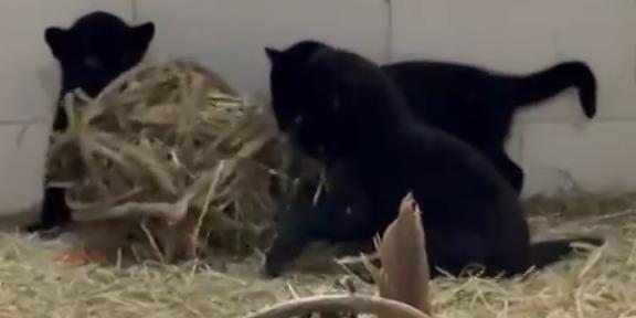 (Divulgação Animalia Park)