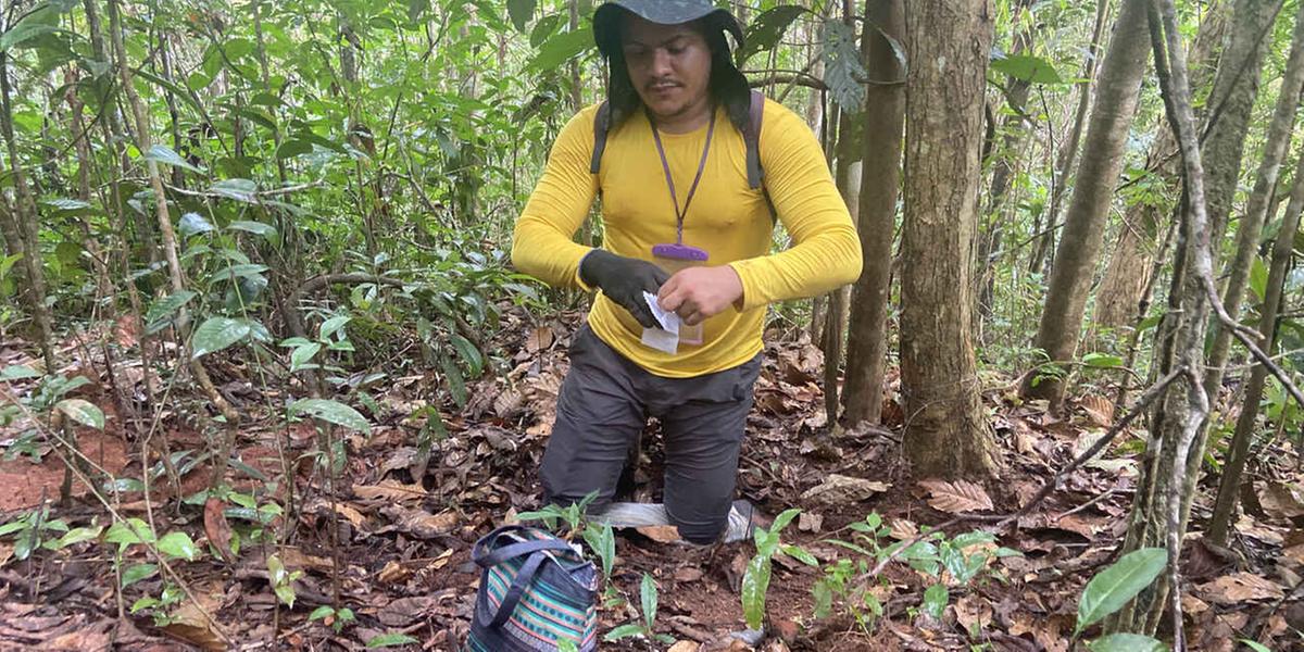 Pesquisadores também analisaram propriedades físicas e químicas dos solos, elucidando como o rejeito afeta os processos ecológicos (UFMG/ Divulgação)