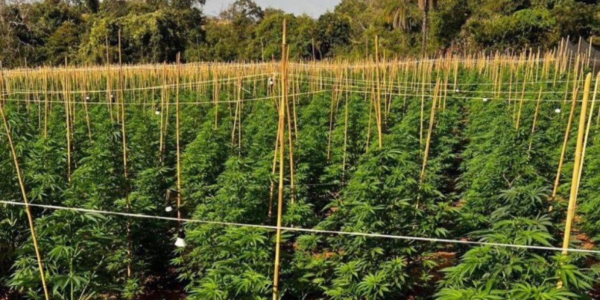 Plantação foi destruída após trabalho da perícia da Polícia Civil (Divulgação/ PCMG)