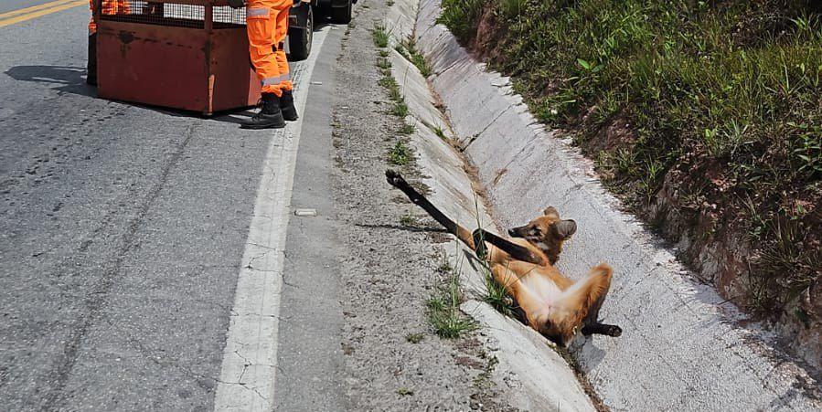 Lobo-guará apresentava ferimentos pelo corpo e estava impossibilitado de se levantar (Divulgação/ CBMMG)