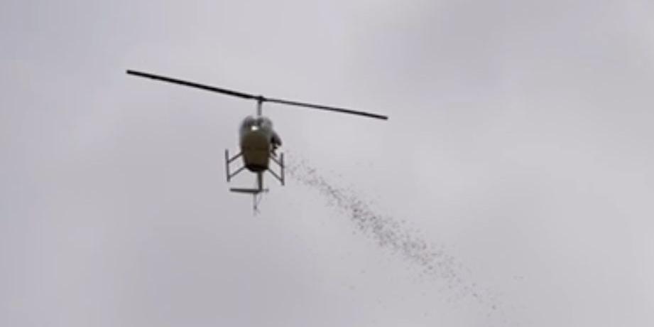  (Divulgação/ Bosque da Esperança)