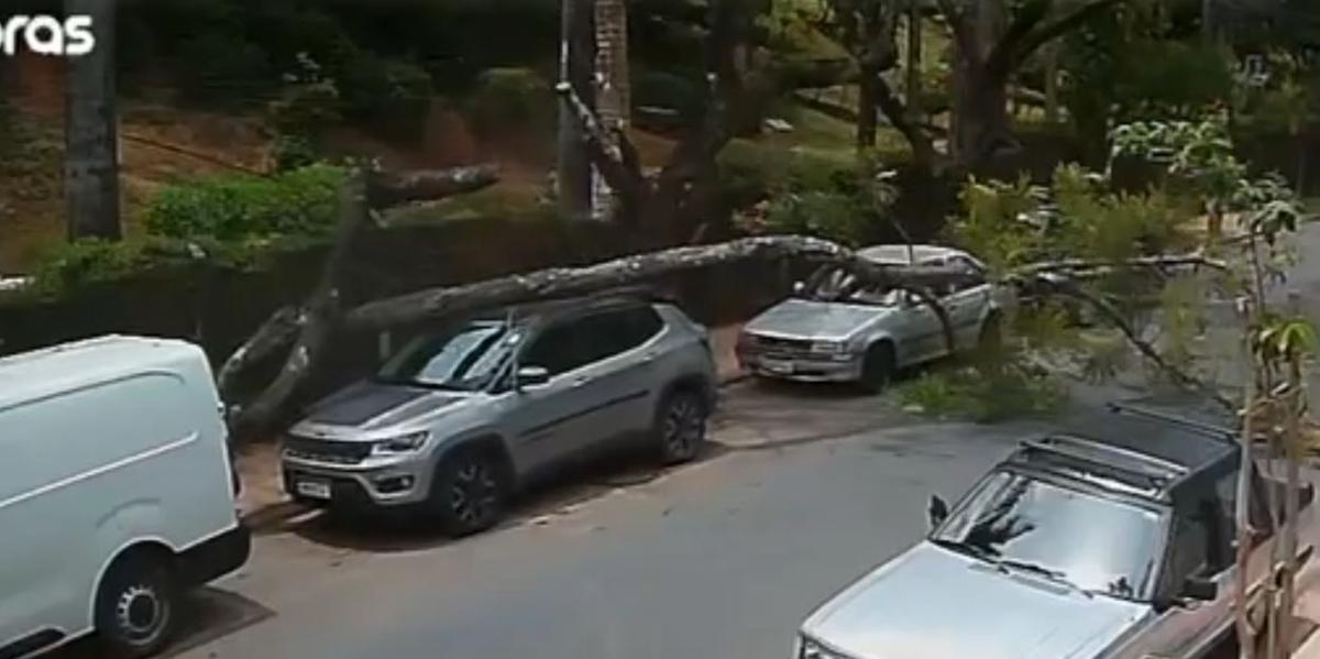 Além de danificar o carro, árvore obstruiu a via no bairro Cidade Nova (Divulgação/ CBMMG)