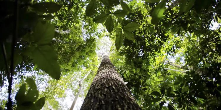  (Marcelo Camargo/Agência Brasil)