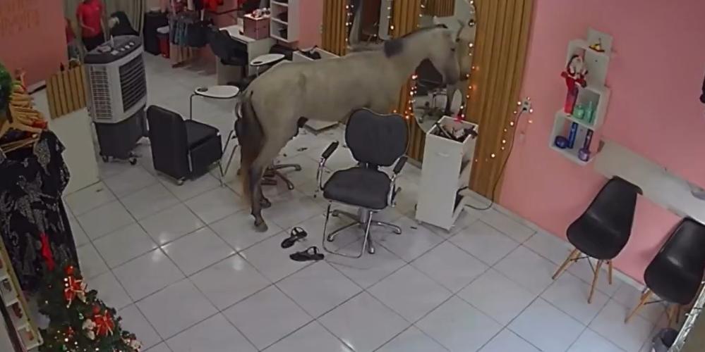 Cavalo invade salão de beleza e fica se olhando no espelho (Foto: Reprodução/Redes sociais)