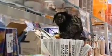 Mico se escondeu em loja de cosméticos no Barreiro; Corpo de Bombeiros fez o resgate e devolveu o animal ao habitat natural (Divulgação/Corpo de Bombeiros)