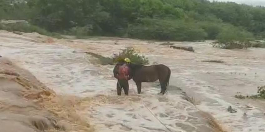 Equino foi resgatado após ficar preso no rio com as patas amarradas, em Salinas — Corpo de Bombeiros realizou o salvamento sem ferimentos (Corpo de Bombeiros/Divulgação)
