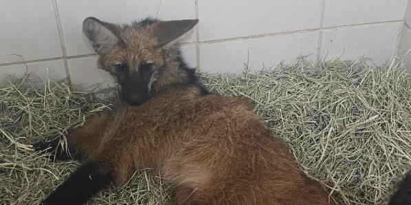 Lobo-guará não conseguia mover as duas patas traseiras após ser atropelado em Minas (Divulgação/ CBMMG)