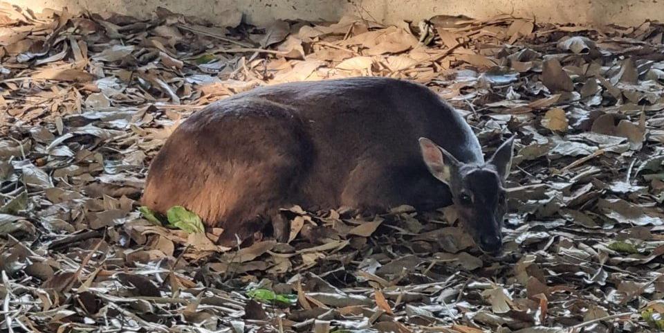 Animal silvestre foi deixado com o veterinário do zoológico de Varginha (Divulgação/ CBMMG)
