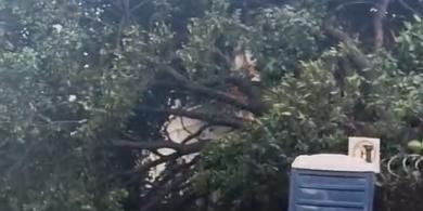 Árvore de grande porte cai sobre casa e carro na Rua Salinas, em Santa Tereza (Reprodução)