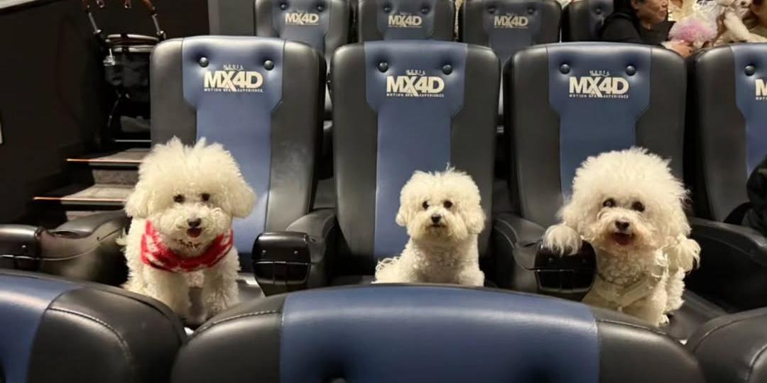 (Reprodução/ China Insider)