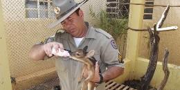 (Polícia Militar/Divulgação)