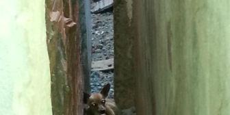 (Corpo de Bombeiros/Divulgação)