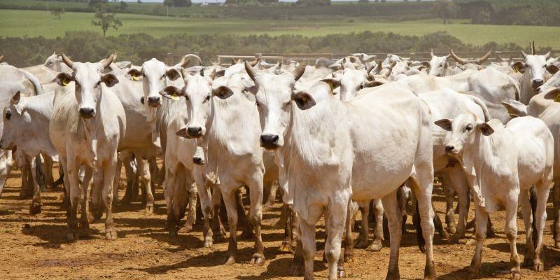 Brasil continuará com as ações de vigilância e controle sanitário do rebanho (IMA/Divulgação/Arquivo)