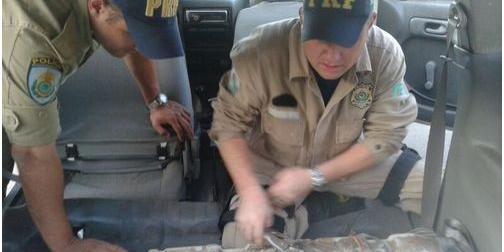  (PRF/Divulgação)