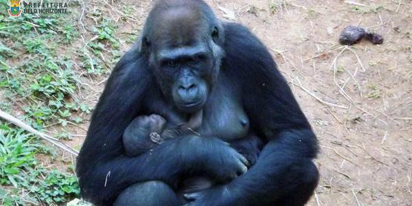  (Fundação Zoo-botânica de Belo Horizonte)