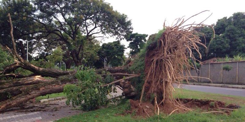 Inmet alerta para risco de queda de árvores devido a ventos de até 100 km/h (Reprodução Redes Sociais)