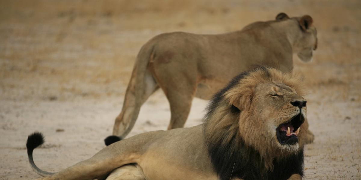  (AFP PHOTO / ZIMBABWE NATIONAL PARKS)
