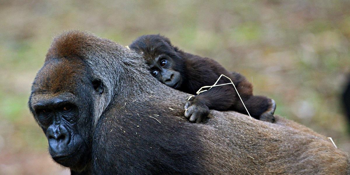 BH é reconhecida por ser a primeira e única cidade da América do Sul a abrigar um grupo reprodutivo de gorilas (Flávio Tavares)
