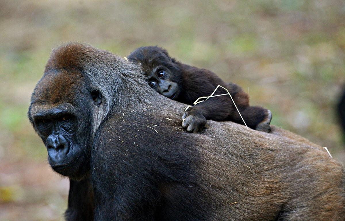 BH é reconhecida por ser a primeira e única cidade da América do Sul a abrigar um grupo reprodutivo de gorilas (Flávio Tavares)