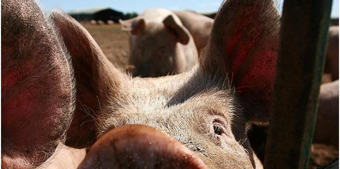 Porcos podem ter comido fazendeiro nos Estados Unidos