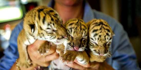  (Três tigres siberianos nascidos em circo belga (Foto: AFP/ANP Koen Van WEEL))