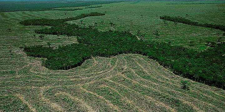 Mecanismos serão destinados a setores de “investimentos verdes”, como reflorestamento, agricultura de baixo carbono e resiliência climática (Reprodução/Internet)