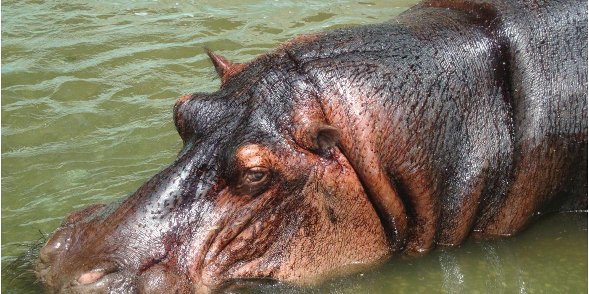  (Suziane Fonseca/Fundação Zoo-Botânica )