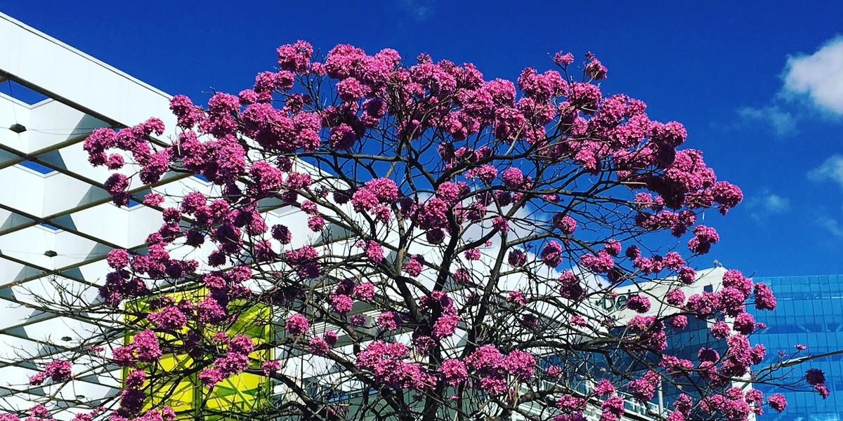 Responsável por colorir BH nas estações frias, Ipê é a árvore mais plantada  na capital