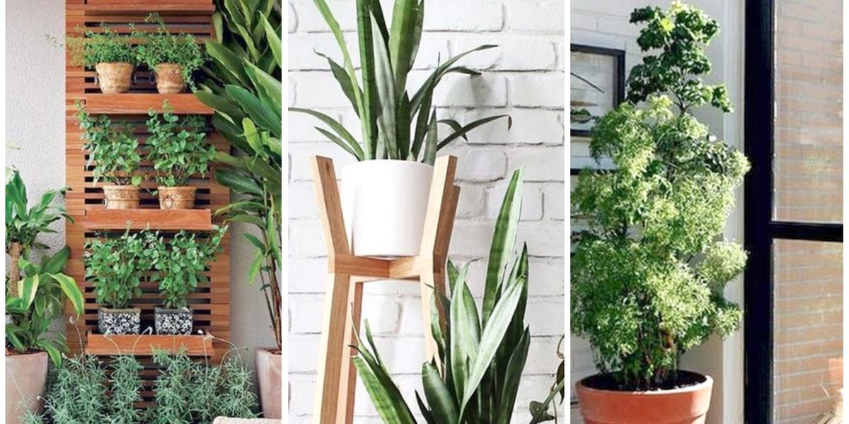 11 Plantas que podem sobreviver até no canto mais escuro da sua casa