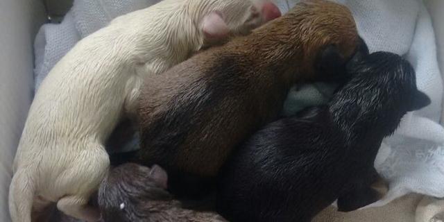 (CORPO DE BOMBEIROS/Divulgação)