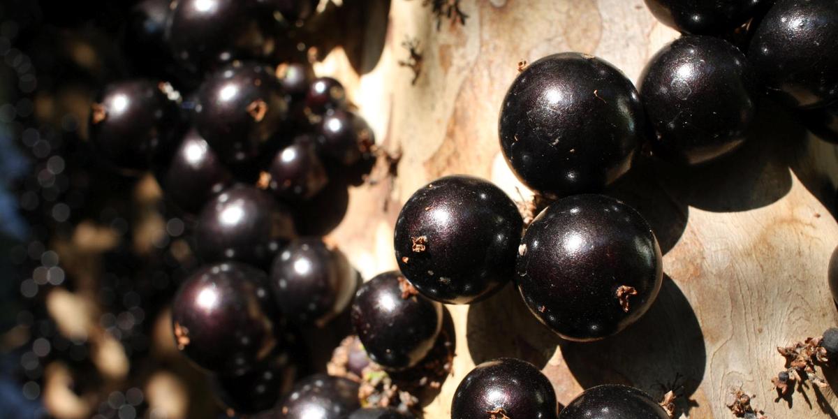 (Festival da Jabuticaba/Divulgação)