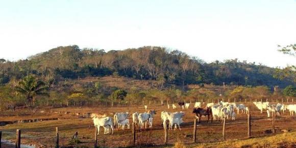 O principal motor de crescimento de 2023 foi a agropecuária, com alta de 15,8%, com destaque para o desempenho da soja na região Centro-Sul do país (Arquivo/Agência Brasil)