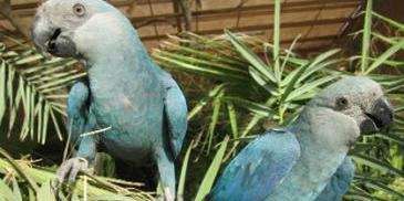 (Ararinha-azul - ICMBio)