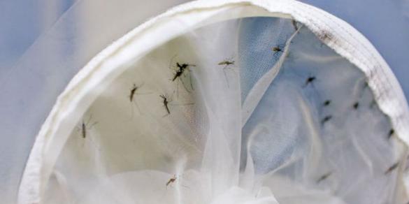 No Brasil, há 630 mortes confirmadas por dengue e 1.009 em investigação (ONU/Aiea/Dean Calma)