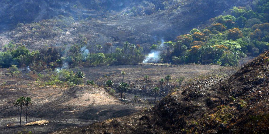 Pesquisa aponta aumento de 80% no desmatamento e 42% nas áreas queimadas (Valter Campanato/Agência Brasil)