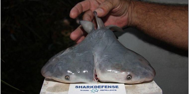 (Patrick Rice/Florida Keys Community College)