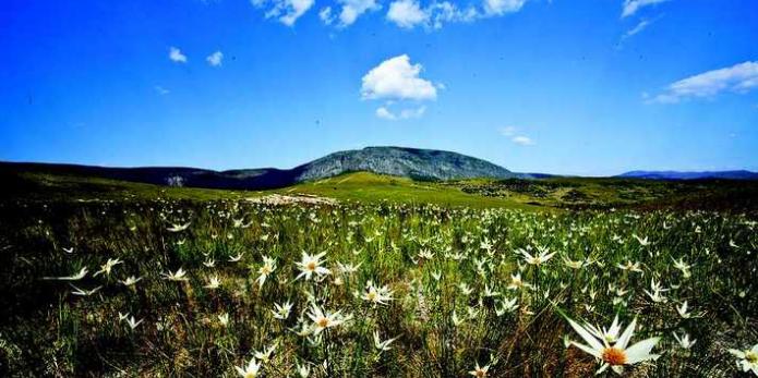 Sempre-vivas: Minas reconhece agricultura tradicional como patrimônio
(João Marcos Rosa)