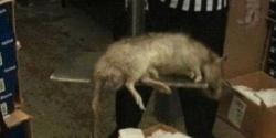 Rato monstro' invade loja e causa pânico em Nova York