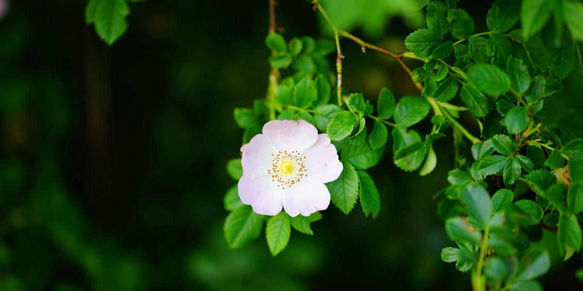 (Pixabay/Divulgação)