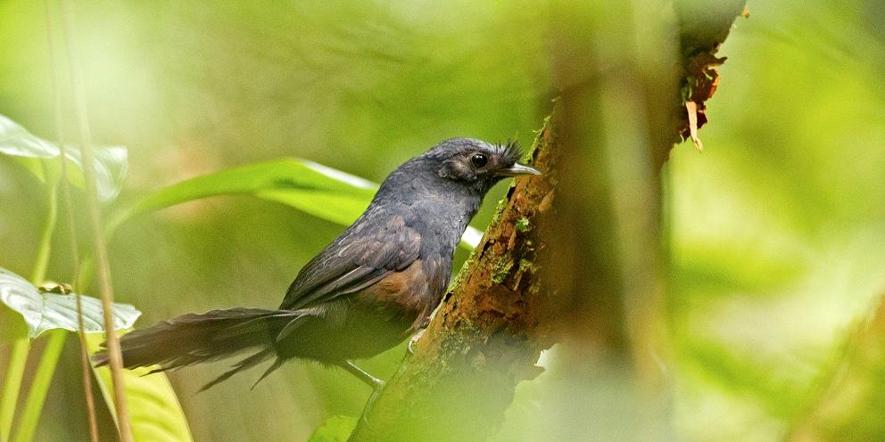  (Ciro Albano/ ICMBio )