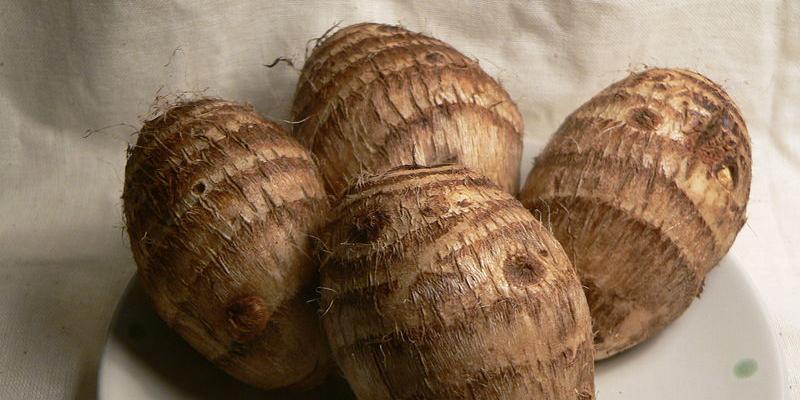 (Wikipedia.org/Taro corms)