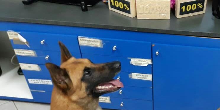 (Polícia Rodoviária Federal/ Divulgação)