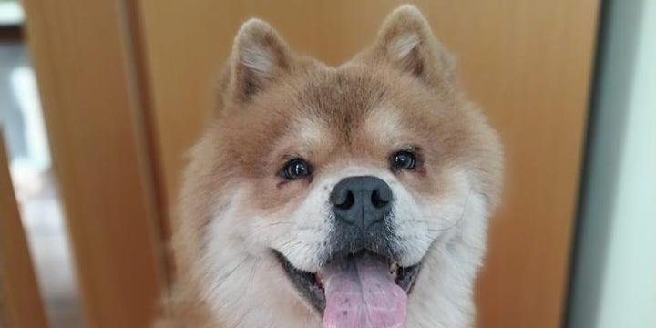 (DogHero)